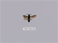 藏品(中華異喙蜾蠃)的圖片